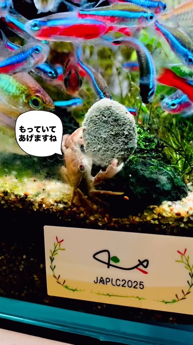 エサを抱えて移動しようとするカニ。魚たちが周囲に集まっている／toyさん（@_______toy______）提供