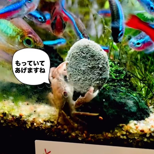 エサを抱えて移動しようとするカニ。魚たちが周囲に集まっている／toyさん（@_______toy______）提供