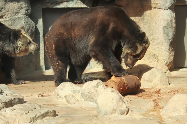 木の皮をむきたいのか鋭い爪を立てるエゾヒグマのオス。口には木くずを咥え体にもたくさんつけたまま夢中。後ろでメスが順番待ち？