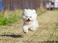 元気いっぱい！ 気持ち良さそうに走るあんこちゃん（画像提供：あんことおはぎさん）