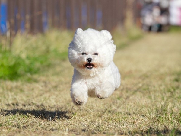元気いっぱい！ 気持ち良さそうに走るあんこちゃん（画像提供：あんことおはぎさん）