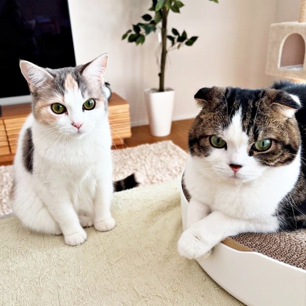 妹猫・しらたまちゃん（左）とこたろうくん（画像提供：こたとつーちゃんと時々おたまさん）