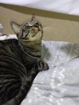 愛らしい表情も見せてくれる＝satomirikoさん提供