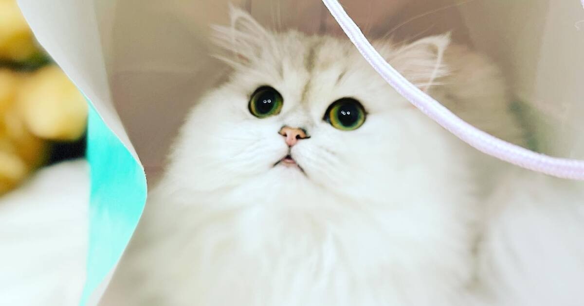 紙袋に入ると落ち着くんだにゃ ペルシャチンチラシルバー「ミルク