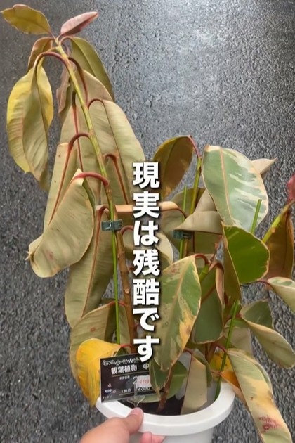 充分に水がもらえず弱っているフィカス・ティネケ（提供:さくまる 観葉植物再生プロジェクト）