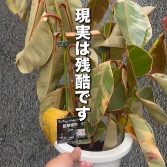 充分に水がもらえず弱っているフィカス・ティネケ（提供:さくまる 観葉植物再生プロジェクト）