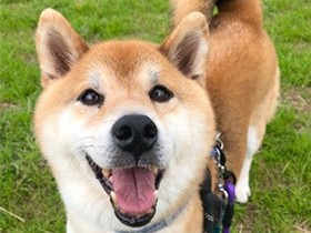 会えるの、楽しみだよ　「パナソニック保護犬猫譲渡会」に参加予定の犬（9）