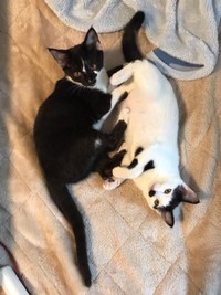 生後4カ月のころのクロくん（左）、シロちゃん（右）（画像提供：ぶち猫のシロとクロさん）