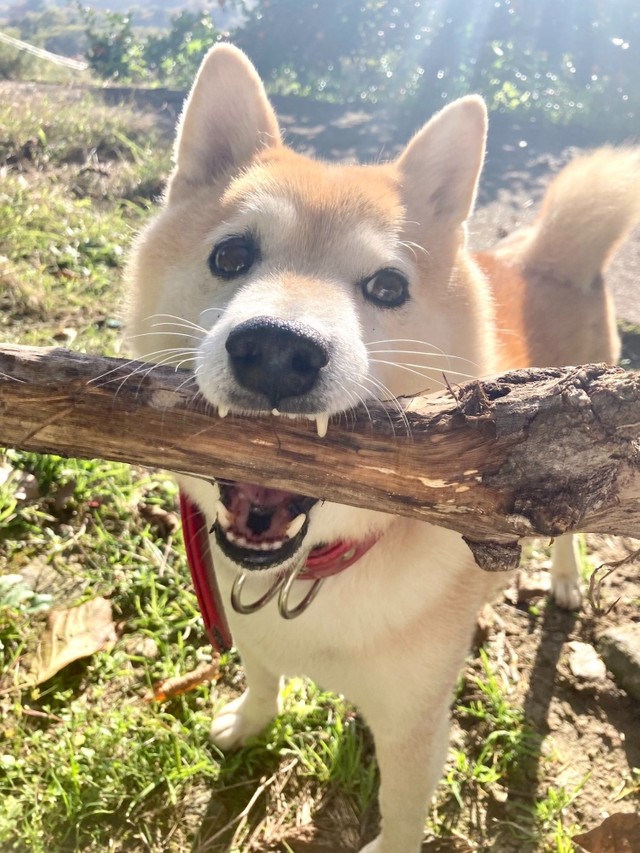 “良い感じの棒”をゲット！（提供：北田瑞絵さん）