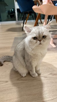 ジト目も可愛いしんぞうちゃん（画像提供：本物の外科医（北原 大翔）さん）