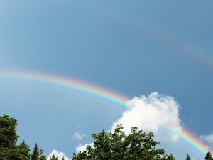 14年半共に歩んだ愛犬デビとの別れ、永遠の絆を左腕に刻んだ