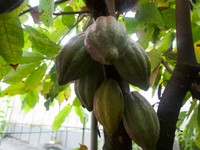 （くらげねこさん提供）