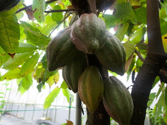 （くらげねこさん提供）