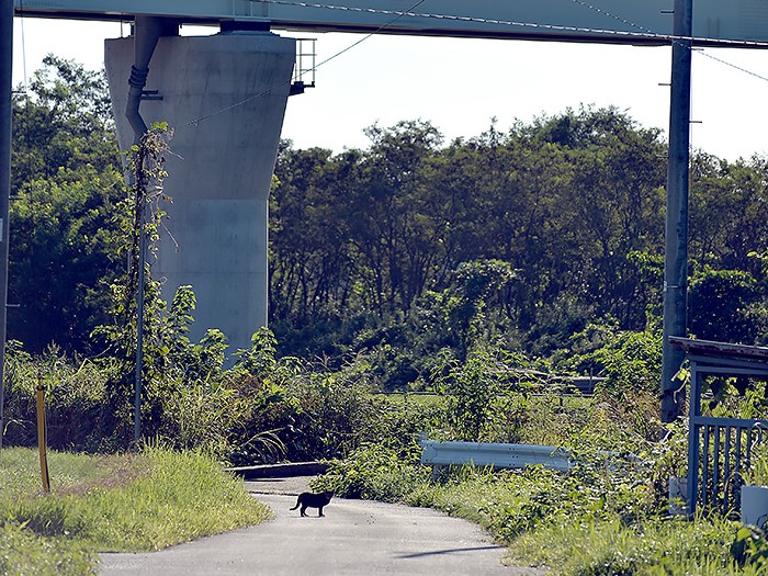 ２０１８年　今も猫が道を歩いている
