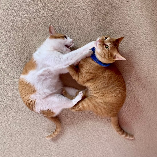 じゃれあってニャンプロするレフト君（左）とハニー君。この男子2匹はこのカフェで会って仲良くなったそう（保護猫カフェさくら提供）