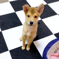 子犬時代、あどけない表情が愛らしい虎徹くん（画像提供：虎徹さん）