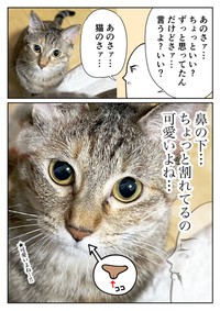 【漫画】『ネコまんがまとめ』14　（も～さんの提供）