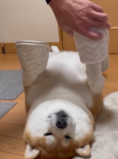 柴雄くんの前足にスリッパを履かせるパパさん（shibaochatarouさん提供、動画をキャプチャ撮影）