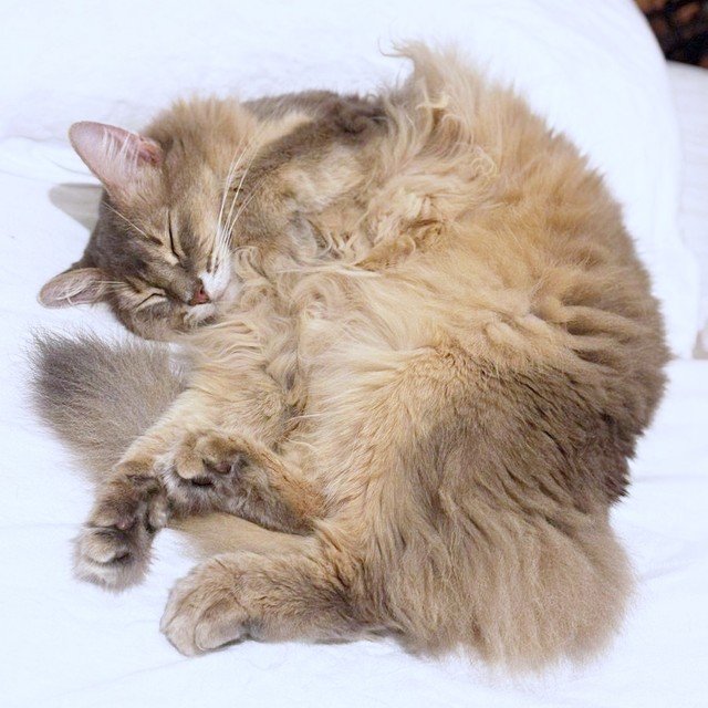 すやすや眠るハナちゃん（画像提供：とりゆねこさん）