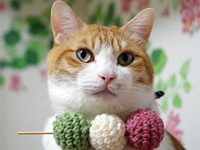 「花より団子」　チョーカーが似合う茶トラ「虎太郎」