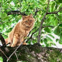 このちょっと長毛の茶トラ君は、田舎の見渡す限り田んぼの家で暮らしています。おじいちゃんといつも一緒。おじいちゃんの田んぼ仕事にも一緒についていきます。