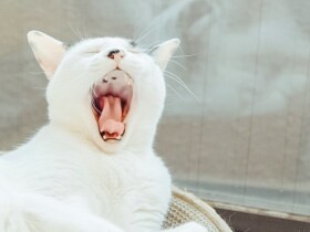 ２０２１おっきなあくびで賞　ミックス猫「ユキ」