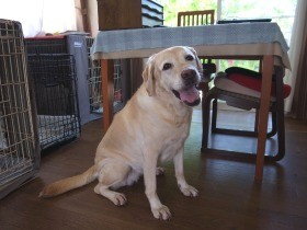 引退した盲導犬を世話するボランティア　労ねぎらい最期まで