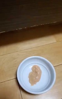 「ちゅーるのお皿」を置いたら……（動画からキャプチャー／提供：ジルさん）
