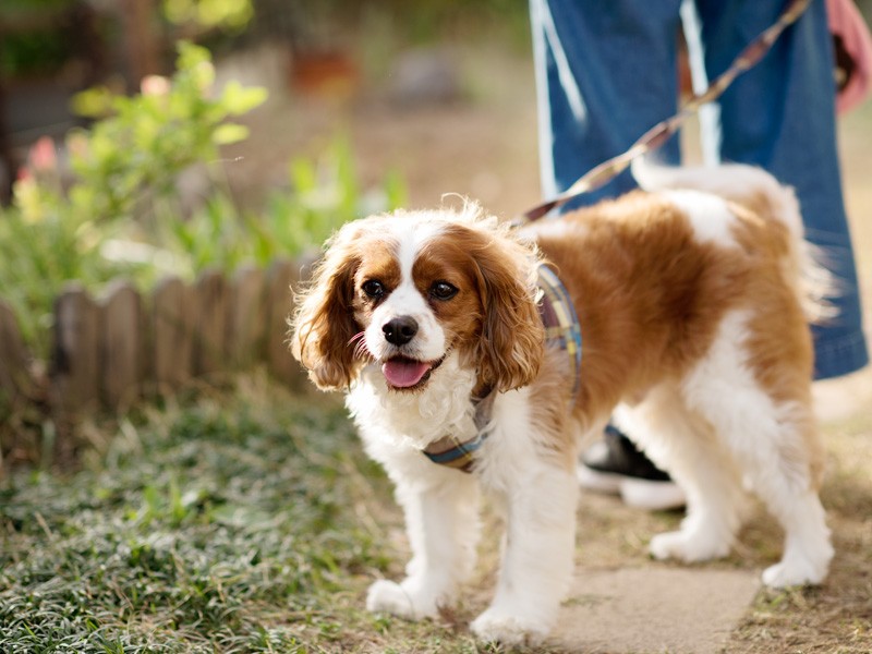 「ウィルです。僕は面倒を起こさない良い子だから、話に登場しないんだ」（小林写函撮影）