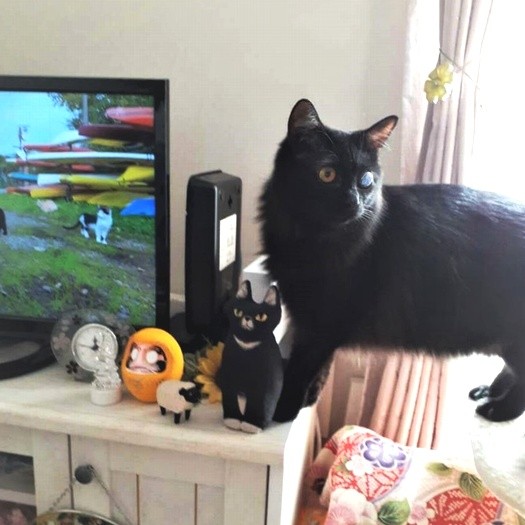 毎日、やんちゃし放題＝彩乃さん提供