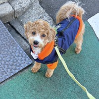 散歩を楽しむたむくん（画像提供：たむさん）