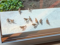 ベランダにやって来たスズメたち（画像提供：さっつーさん）