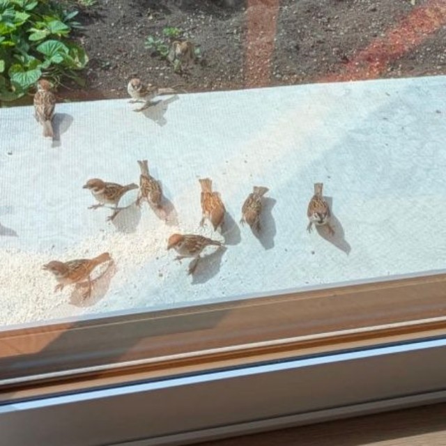 ベランダにやって来たスズメたち（画像提供：さっつーさん）