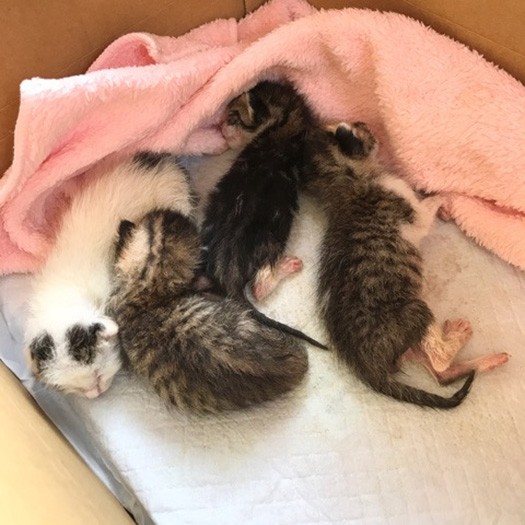 保護当時、ひどい脱水と衰弱、それに血尿も。
とても厳しい状況の4きょうだいでした。
（保護主さん提供）