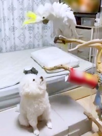 ヘドバンするあめちゃん（上）と、それを見つめるミルクちゃん（下）（画像提供：ダンシングオウムと監視犬さん）