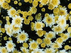 「良い子」であることに縛られてきた。その頑張りって誰のため？