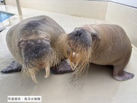 セイウチ「ポウ(左)、ツララ(右)」