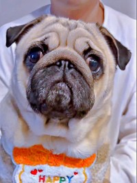 2歳の誕生日を迎えたむさしくん（画像提供：パグのむさしさん）