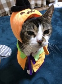 元気な頃は仮装にも付き合ってくれた