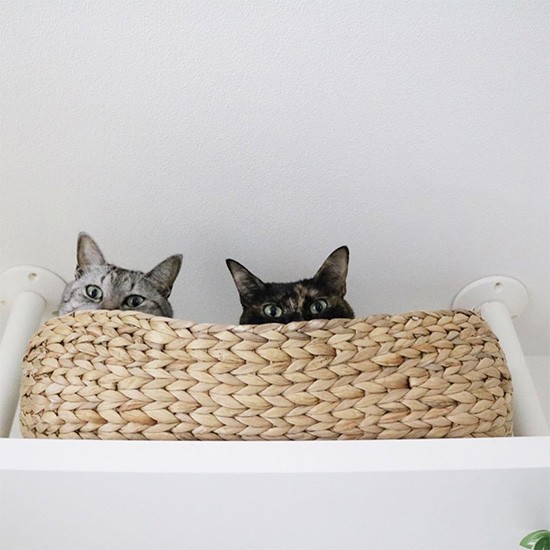 あ、ママが入ってきた！とかごからのぞき見