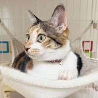 ハンモックでくつろぐこはくちゃん（画像提供：三毛猫こはくの部屋さん）