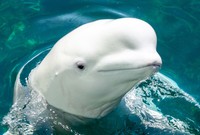 シロイルカ※画像は作成したイメージです（Nao/stock.adobe.com）