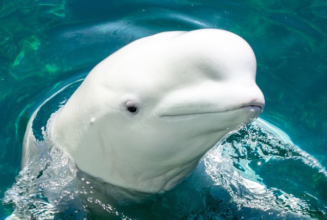シロイルカ※画像は作成したイメージです（Nao/stock.adobe.com）