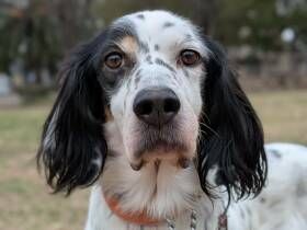 パナソニック保護犬猫譲渡会　GUNDOG RESCUE CACIから参加予定の犬たち（12） 