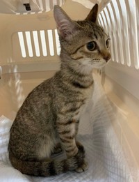 保護された子猫のケイトリンちゃん（提供：ジルさん）