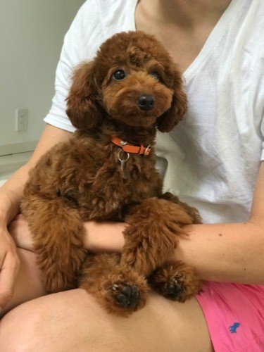 首輪は３匹おそろい