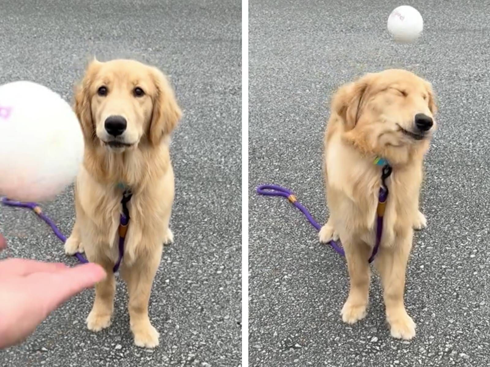 ゴールデンレトリバー 犬ボールキャッチ Amazon 犬のおもちゃ 自動