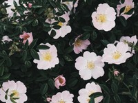 贈り物は刺繍の本。いつか作り上げた刺繍をおばあちゃんに見せたい