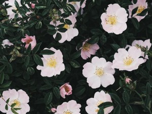 ゆるい雰囲気で光り輝く彼女に出会い、「憧れ」の本当の意味を知った