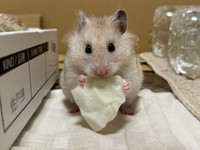 おやつを美味しそうに食べているもなかちゃん（提供：おまめ!!!さん）